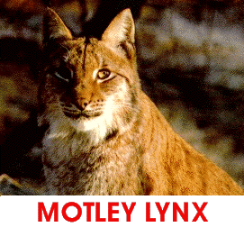 Motley Lynx